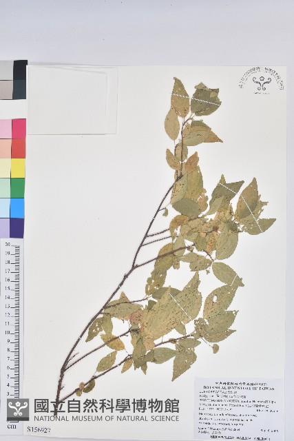 恆春鐵莧藏品圖，第1張