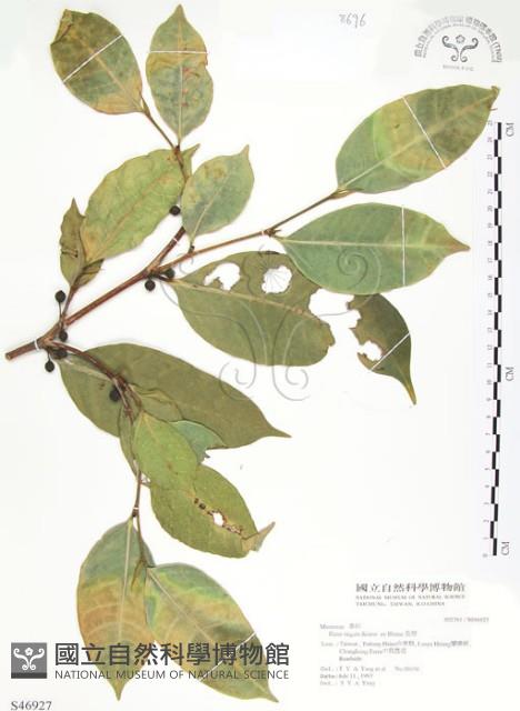 白肉榕藏品圖，第1張