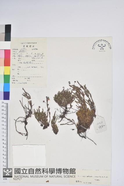 岩須藏品圖，第1張