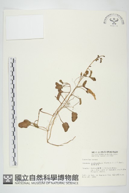 厚葉牽牛藏品圖，第1張