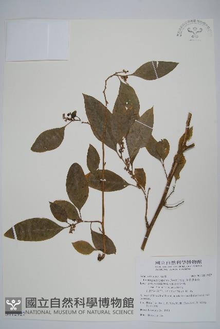 多子漿果莧藏品圖，第1張