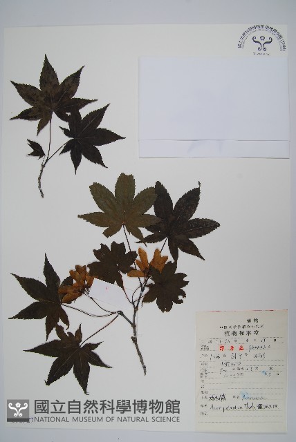 雞爪槭藏品圖，第1張