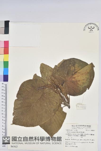 紅頭鐵莧、蘭嶼鐵莧藏品圖，第1張