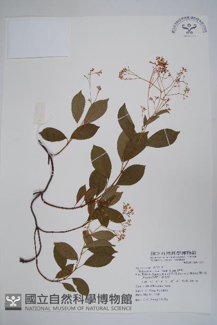 酸藤藏品圖，第1張