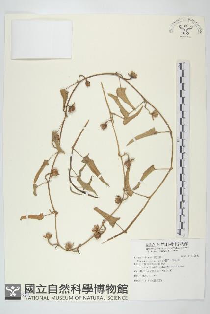 甕菜、空心菜藏品圖，第1張