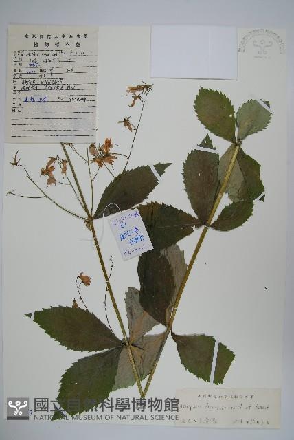 展枝沙參藏品圖，第1張