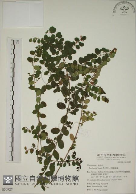 小葉黃鱔藤藏品圖，第1張