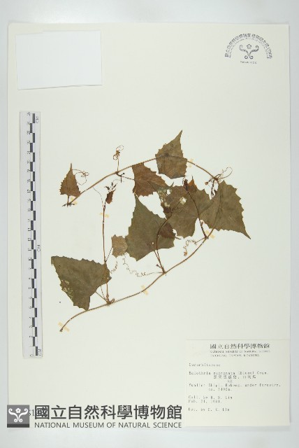 黑果馬交兒藏品圖，第1張