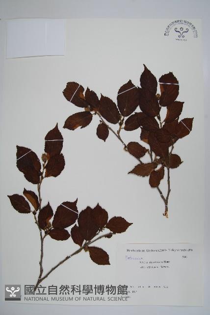 日本榛藏品圖，第1張