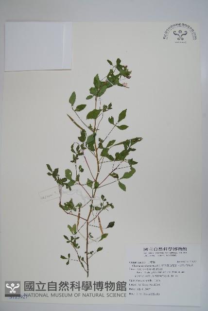 平伏莖白花菜、成功白花菜藏品圖，第1張