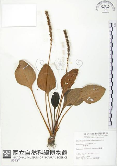 車前草藏品圖，第1張