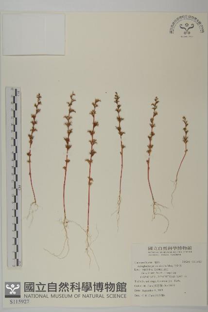 千針莧藏品圖，第1張