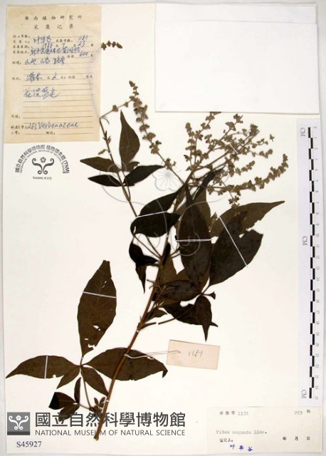 黃荊藏品圖，第1張