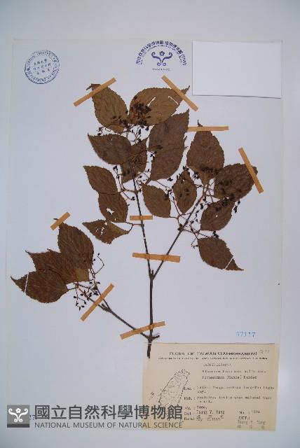 紅子莢迷藏品圖，第1張