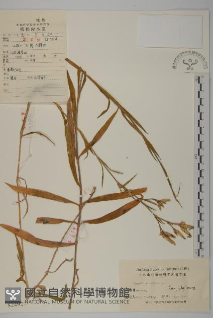 瞿麥藏品圖，第1張