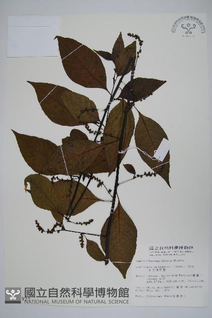 多子漿果莧藏品圖，第1張