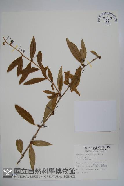 長葉小蘗藏品圖，第1張