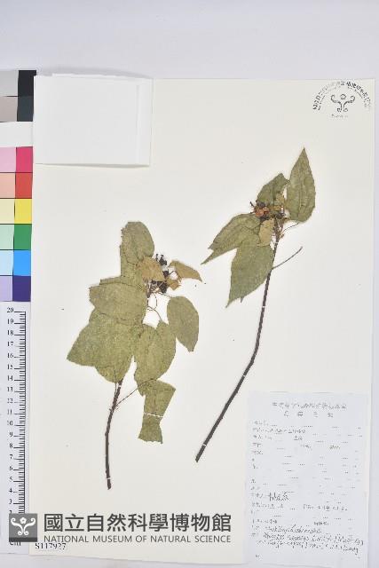 登錄號:S117927藏品圖，第1張