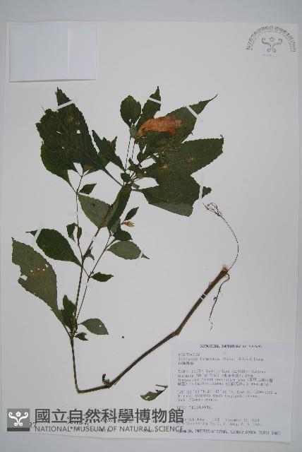 臺灣馬藍藏品圖，第1張