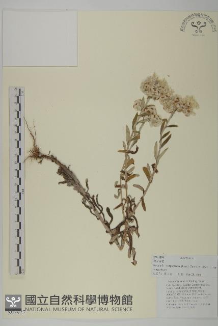 抱莖籟簫藏品圖，第1張