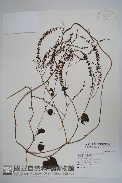洋落葵、心葉落葵藏品圖，第1張