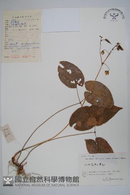 光葉淫羊藿藏品圖，第1張