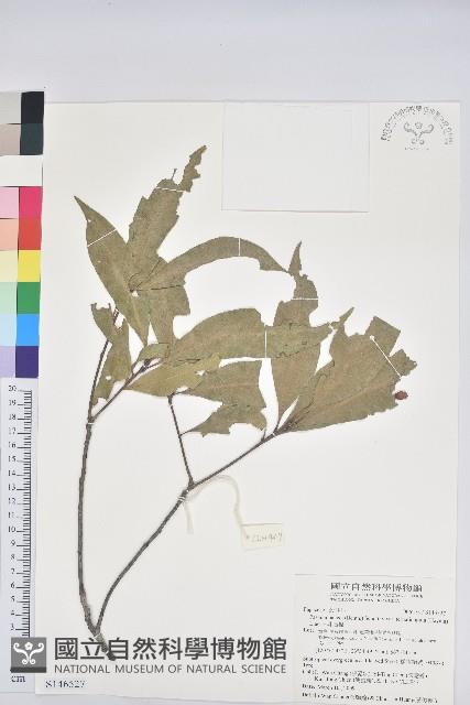 三斗石櫟藏品圖，第1張