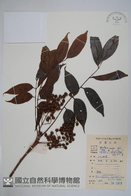 野漆、木臘樹藏品圖，第1張