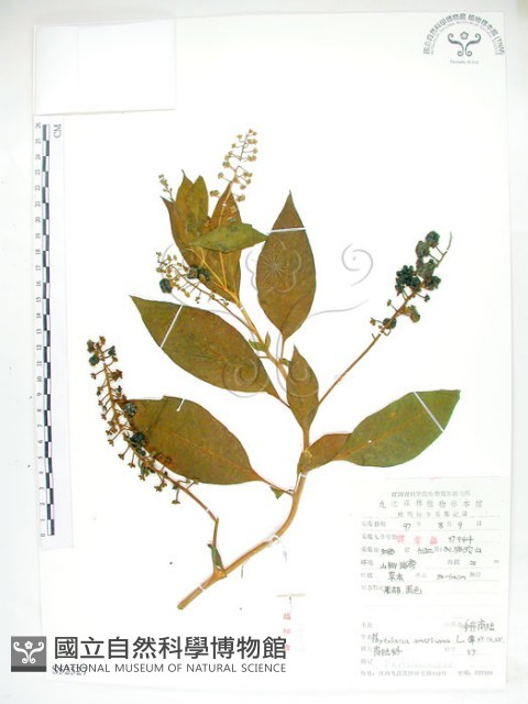 美洲商陸藏品圖，第1張