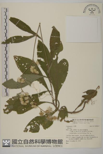 裡白艾納香藏品圖，第1張