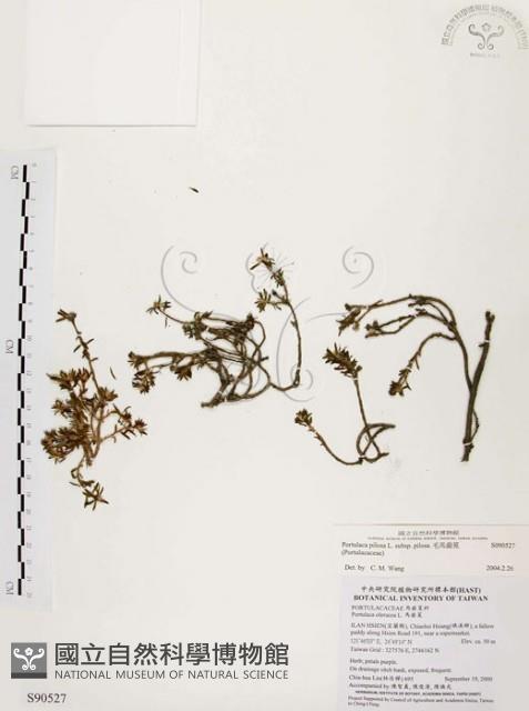 毛馬齒莧藏品圖，第1張