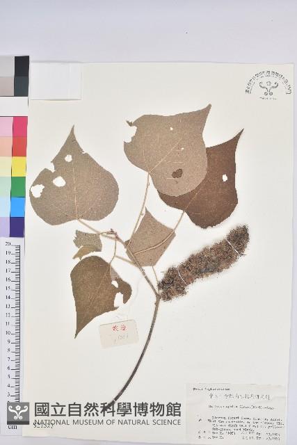 白背葉藏品圖，第1張