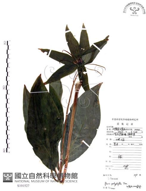 七葉一枝花藏品圖，第1張