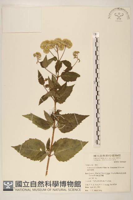 琉球澤蘭藏品圖，第1張