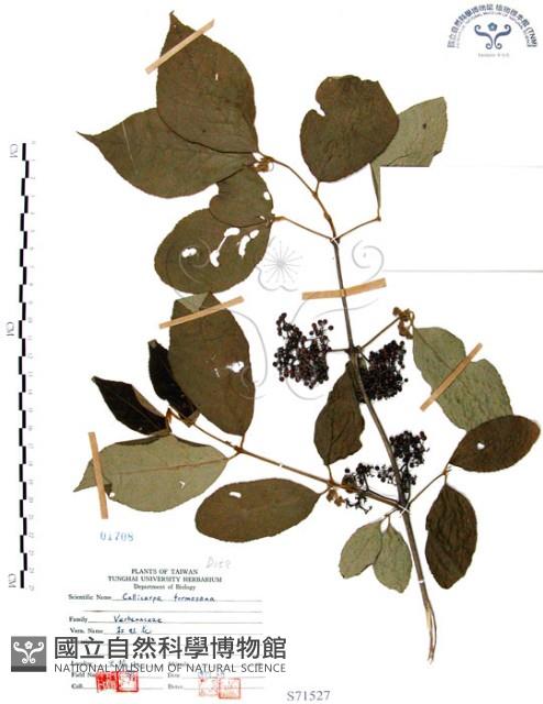 杜虹花，台灣紫珠藏品圖，第1張