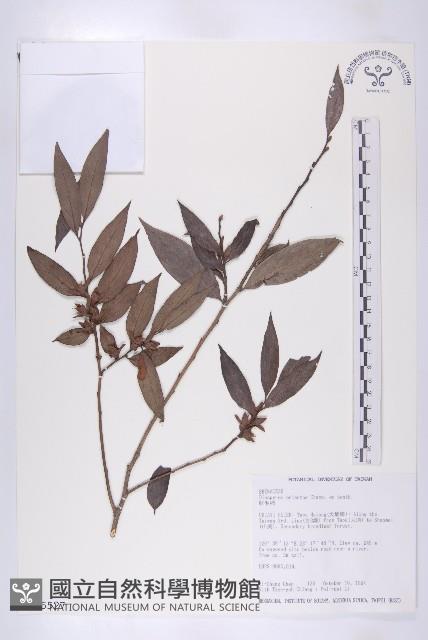 軟毛柿藏品圖，第1張