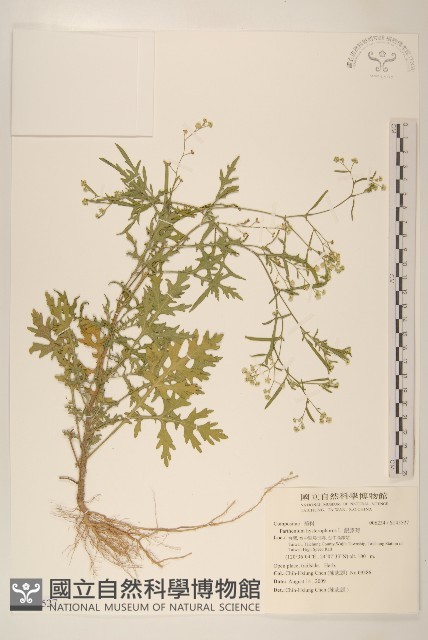 銀膠菊藏品圖，第1張