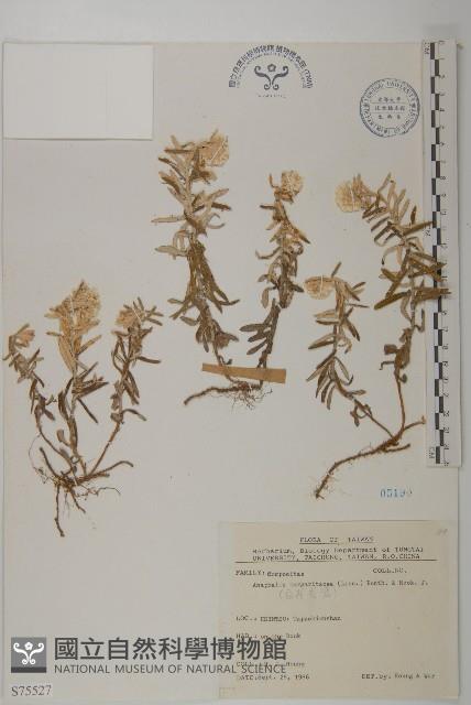 抱莖籟簫藏品圖，第1張