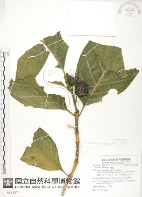 檄樹、諾麗果藏品圖，第1張