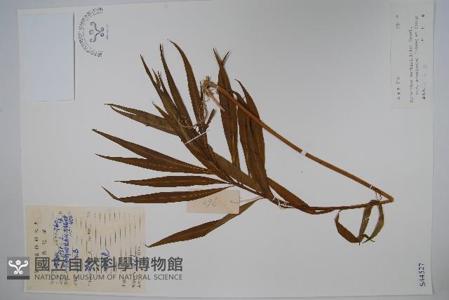 富寧白前藏品圖，第1張