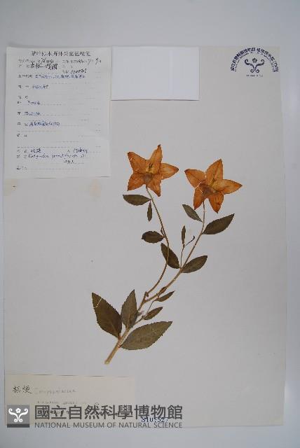 桔梗藏品圖，第1張