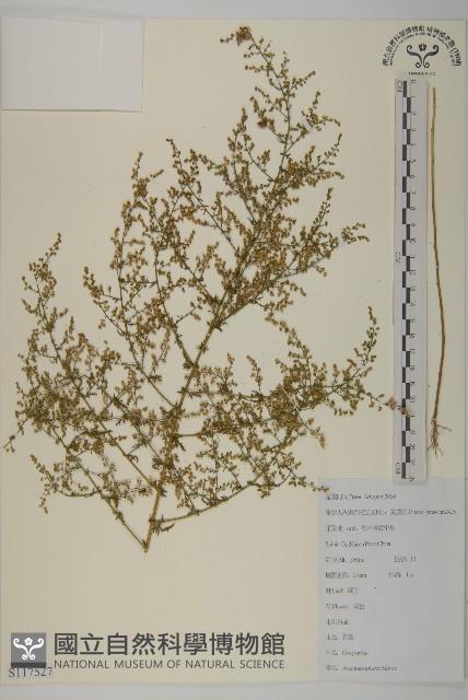 青蒿藏品圖，第1張