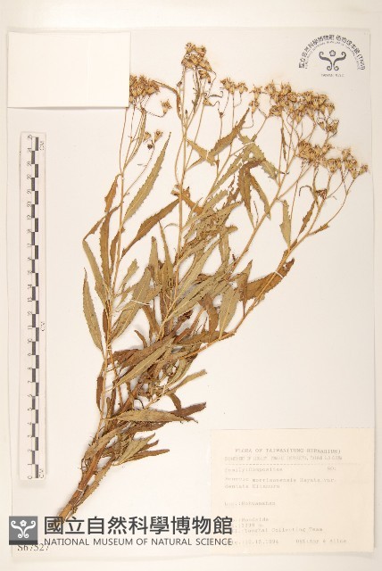 狹葉玉山黃菀藏品圖，第1張