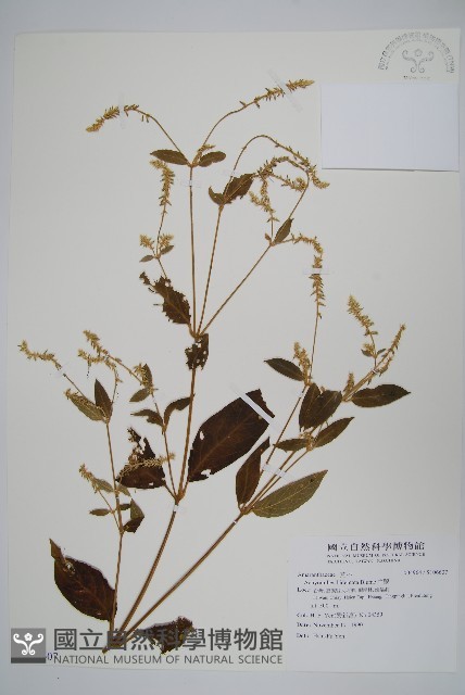 牛膝藏品圖，第1張