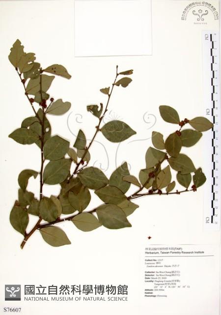 內苳子藏品圖，第1張