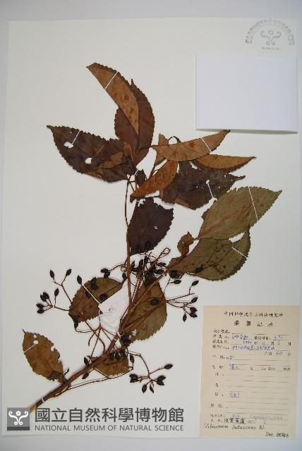 淡黃莢迷藏品圖，第1張