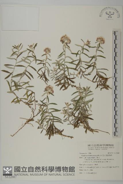 玉山抱莖籟簫藏品圖，第1張