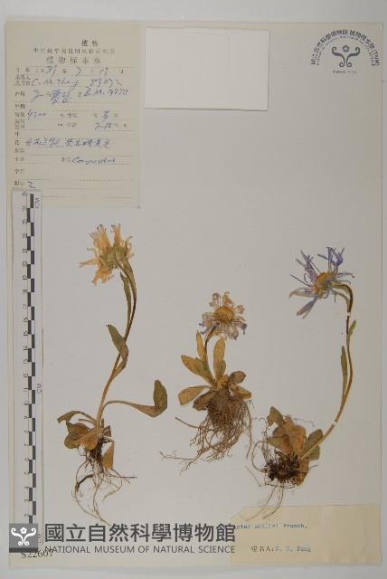 緣毛紫菀藏品圖，第1張