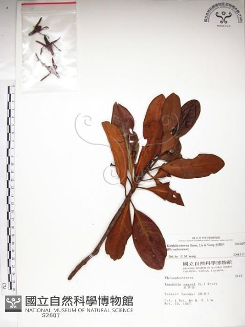 水筆仔藏品圖，第1張