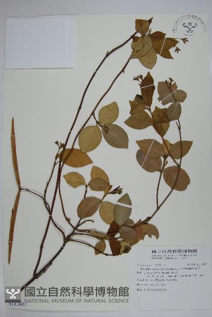 絡石藏品圖，第1張